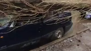 Дерево упало в Воронеже