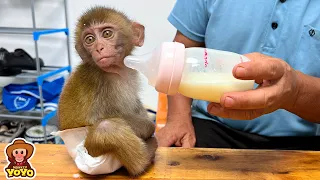 Monkey YiYi doesn't want to drink milk because she misses YoYo JR