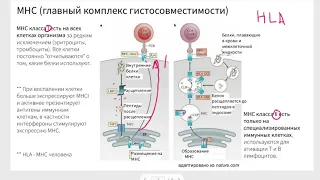 Главный комплекс гистосовместимости функции I и II типов, структура