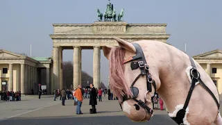 Mit HOBBYHORSE in BERLIN 🏛️ | _hobbyhorsing_de