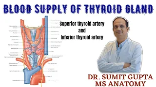 THYROID GLAND:BLOOD SUPPLY | Superior & Inferior Thyroid artery