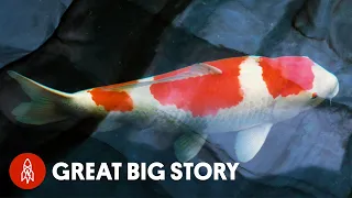 Japan’s King of Carp Breeds Million Dollar Koi Fish