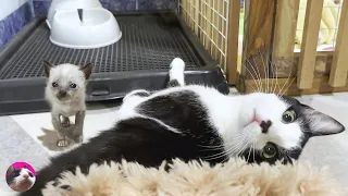 Mu, an older cat, decides to hug a rescued kitten who is just learning to walk, despite his fear