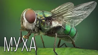 Fly: Annoying insect | Interesting facts about a fly