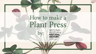 How to Build a Plant Press