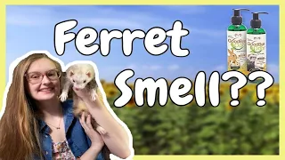 How to Make Ferrets Smell BETTER?! | Pazuandfriends