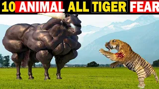 10  strongest animals all tigers never want to meet.