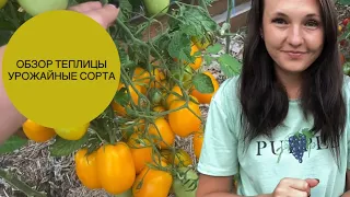 Очень урожайные сорта томатов! Обзор моей теплицы в августе. Часть 1