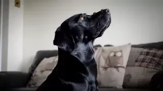 25 Labrador Tricks