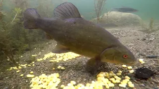 Tench feeding/reacting to sweetcorn filmed with underwater camera