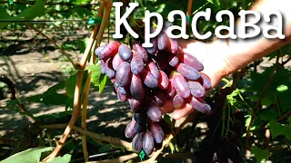 Красава - новинка которая должна быть у каждого! Вкус, цвет, товарность - все на высоте