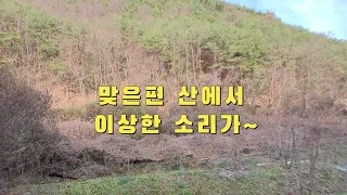 눈앞에서 저글링 러시를 하는 멧돼지떼