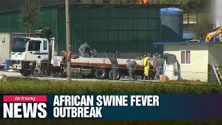 13th case of African swine fever confirmed in S. Korea