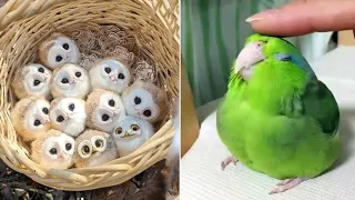 Baby Animals 🔴 Funny Parrots and Cute Birds Compilation (2021) Loros Adorables Recopilación #41