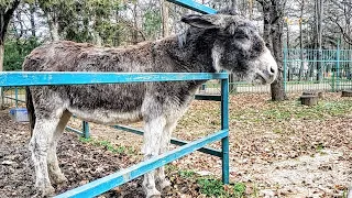 ЗООУГОЛОК в Симферополе под УГРОЗОЙ закрытия! Что происходит? Большой ОБЗОР. Детский ПАРК. Крым