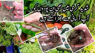 How To Grow Permanent Plants From Cutting/Grow Cutting In Summer