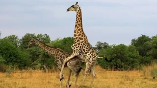 OMG!Giraffe mating with femail ! Animal romace videos