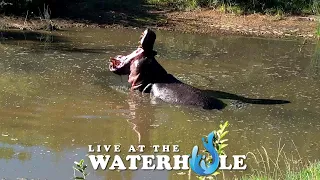 Lizards, Elephants & Birds - Live At The Waterhole