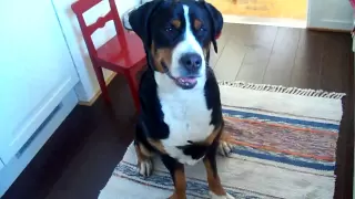 Lilo can't contain her excitement for food... - Greater Swiss Mountain Dog