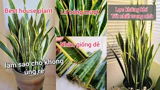 Cách Nhân Giống, Chăm Sóc và Tưới Nước để có cây Lưỡi Hổ Đẹp, không bị úng nước trong nhà