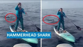 Florida paddleboarder trailed by hammerhead shark: 'Never knew I had it in me to be that calm'