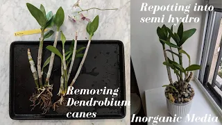 Repotting Dendrobium Orchid into Semi Hydro | Removing Old Canes - Exploring LECA & Inorganic Media