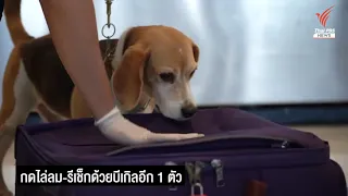 บีเกิ้ล “นักสืบผู้น่ารัก” Beagle - Lovely K9