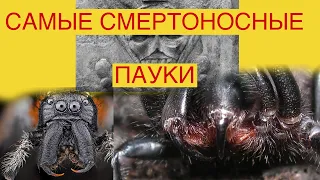 9 самых ЯДОВИТЫХ ПАУКОВ - их укусы смертоносны