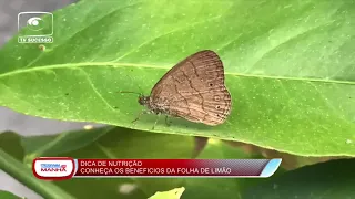 Folha de limão e seus benefícios no  Programa da Manhã