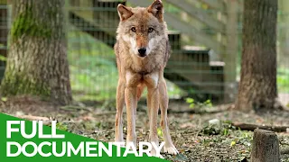 Dogs - How the Wolf became Man's Best Friend | Free Documentary Nature