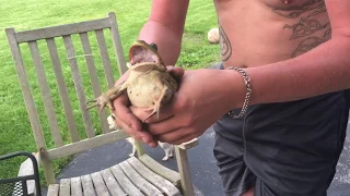 Over Dramatic Frog