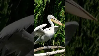 Bird Pelican Water | Pelicans Feast On Cape Gannet Chicks | Life | BBC Earth #shorts