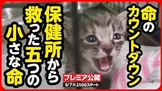 【子猫 保護】助けて…！保健所に収容された仔猫を緊急レスキューしました