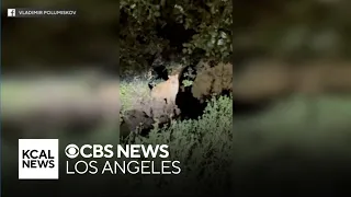Untagged mountain lion spotted in Griffith Park