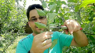 Taierile in verde la pomii fructiferi ! Ciupirea lastarilor!