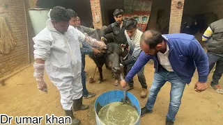 Impaction of rumen in cow & buffalo l Anorexia l gobar ka band gay bhais m l Rumenotomy dr umar khan