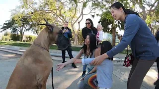 Cash 2.0 Great Dane at Douglas Park in Santa Monica