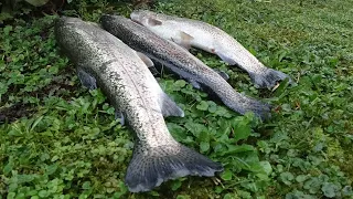 Forellenangeln mit Köderfischen | der weiße China  Wobbler ist auch eine  💣