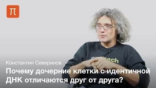 Генетический шум — Константин Северинов