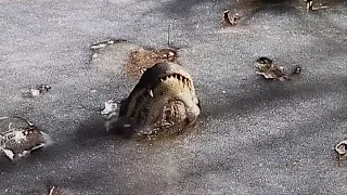 Swamp video shows how frozen alligators survive cold snap