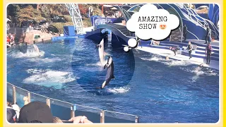 SEAWORLD SAN DIEGO TOUR 2022: THE DOLPHIN SHOW