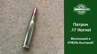 .17 Hornet, маленький и очень быстрый!