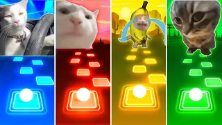 Driving Cat vs Vibing Cat vs Banana Cat vs Chipi Chipi Chapa Chapa Cat - Tiles Hop EDM Rush