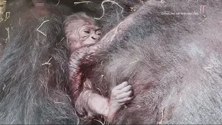 Cleveland Metroparks Zoo announces elephant's death, birth of baby gorilla