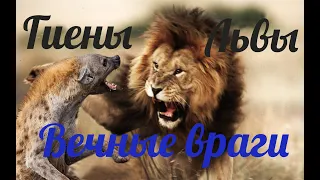 Вечные враги: львы и гиены.Eternal Enemies: Lions and Hyenas