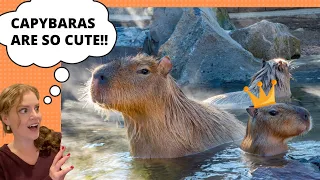 The World's Largest Rodent - All About Capybaras