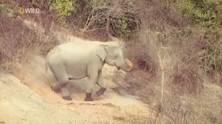 Природа Тайланда   видео фильм о дикой природе самой теплой страны мира National Geographic BBC