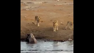 Lions attack Rhino stuck in a mud.