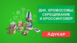 ДНК, хромосомы, скрещивание и кроссинговер | Биология