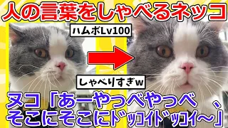 【2ch動物スレ】変わった鳴き声で人の言葉をしゃべる猫に話しかける→可愛すぎる反応ｗｗｗｗｗ